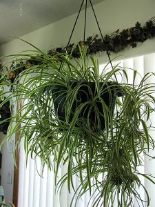 spider plant-air-purifying plants, Milford, Marlborough MA